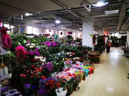  西安市花卉批发市场，花卉交易的繁华之地--第1张