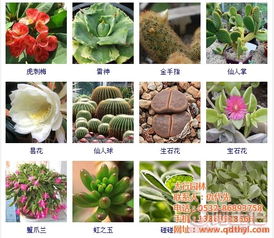  植物大全网站，植物大全在线网站，一站式植物知识库--第1张