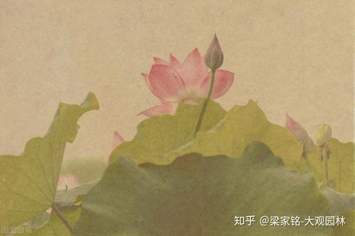 荷花的象征意义，美丽、纯洁、高尚与精神的启示，荷花的象征，美丽、纯洁、高尚与精神的启示--第1张