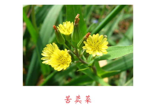  春天最常见的十种花，春天最常见的十种花有，樱花、迎春花、杏花、桃花、海棠花、牡丹花、郁金香、玉兰花、丁香花、报春花等。--第1张