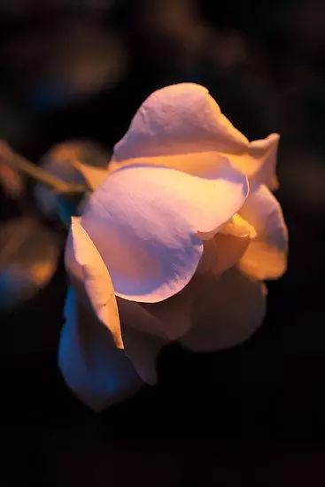  蓝玫瑰花图片唯美——浪漫与美丽的完美结合，蓝玫瑰花唯美图片，浪漫与美丽的完美结合--第1张