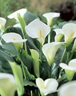  白色马蹄莲花的白色马蹄莲花语和寓意，白色马蹄莲，纯洁与永恒的象征--第1张