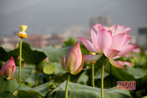 端午节贺词简短_端午节贺词简短一句话--第1张