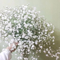  满天星图片高清图片真实，一场视觉盛宴，满天星高清视觉盛宴图片大全--第1张
