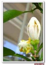  代代花，代代花的种植技巧--第1张