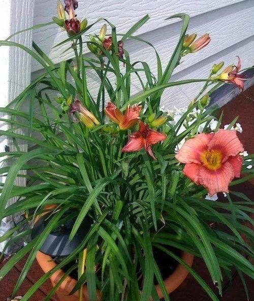  萱草花和黄花菜是一个东西吗？，萱草花和黄花菜不是同一个东西。--第1张