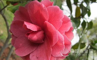  花的种类及图片和简介，花的种类及图片和简介，玫瑰花--第1张