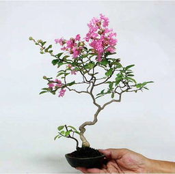  百日红盆景图片欣赏--第1张