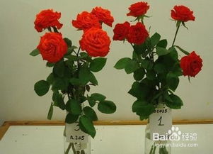  鲜花店买的鲜花怎么保存，鲜花店买的鲜花的保存秘诀--第1张