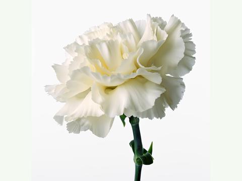  ，白色康乃馨，是送给死人的吗？，白色康乃馨，是送给死人还是表达哀悼？--第1张