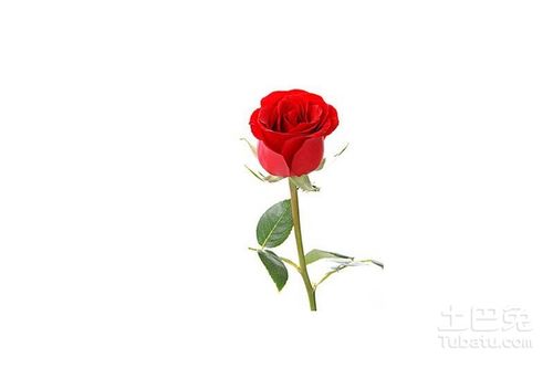  玫瑰花几支代表什么意义--第1张