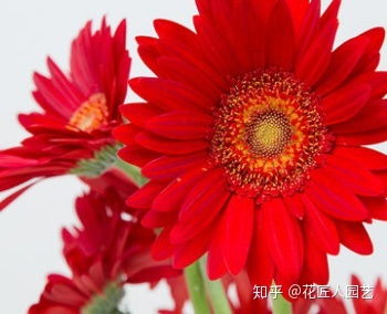  扶郎花花语，扶郎花的花语是，互敬、互爱、互助、友情、协力抵挡困境。--第1张