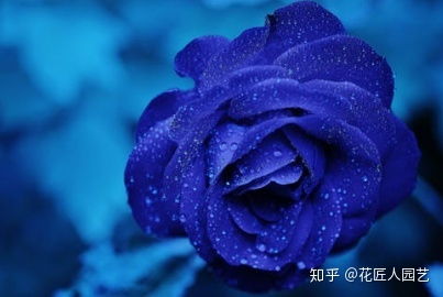  一朵蓝色妖姬的花语--第1张