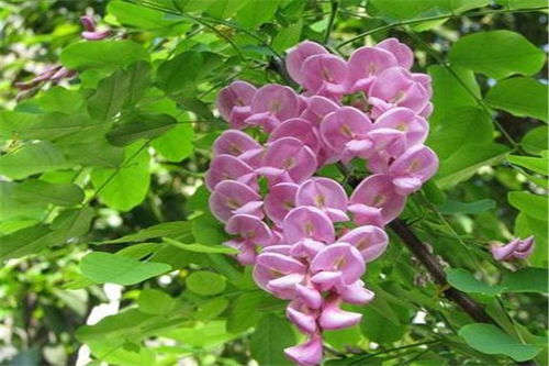  香花槐价格，香花槐市场价格是多少？--第1张