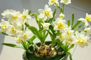  水仙花的花语和寓意，水仙花的花语和寓意，美丽、芬芳、纯洁的心--第1张