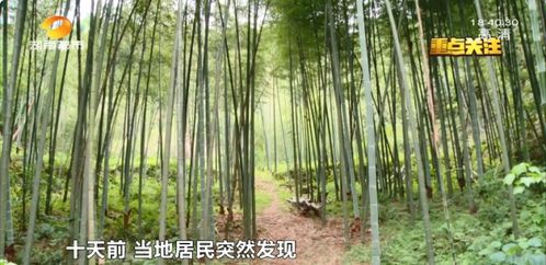  蛇床花图片，神秘而美丽的自然之花，神秘而美丽的自然之花的美照--第1张