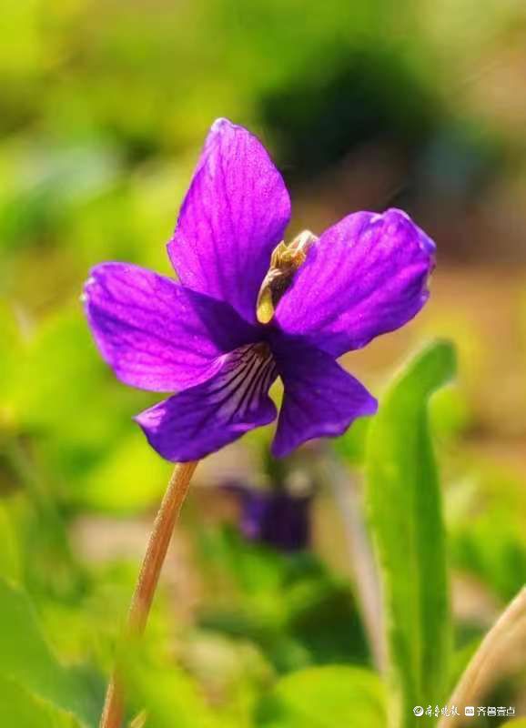  神秘之花，代表高贵与神秘的花，神秘之花，高贵与神秘的象征--第1张