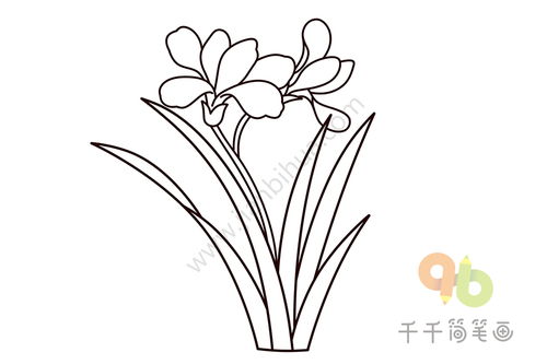  兰花图片简笔画手绘教程，兰花简笔画手绘教程，轻松画出美丽的兰花图片--第1张