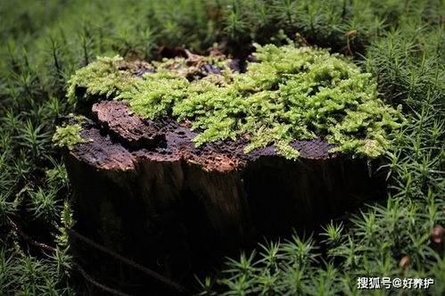  细叶芒草，自然界的奇迹与生命力--第1张