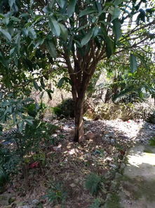 桂花树多少钱一颗价格，全面解析与购买建议--第1张