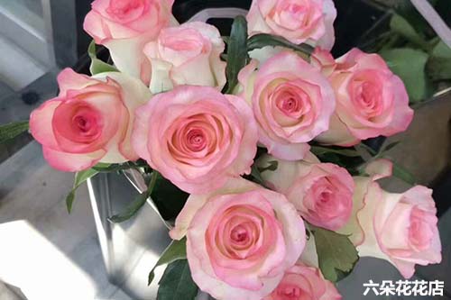  玫瑰花，9朵玫瑰代表什么意思，9朵玫瑰花，爱的无尽表达--第1张