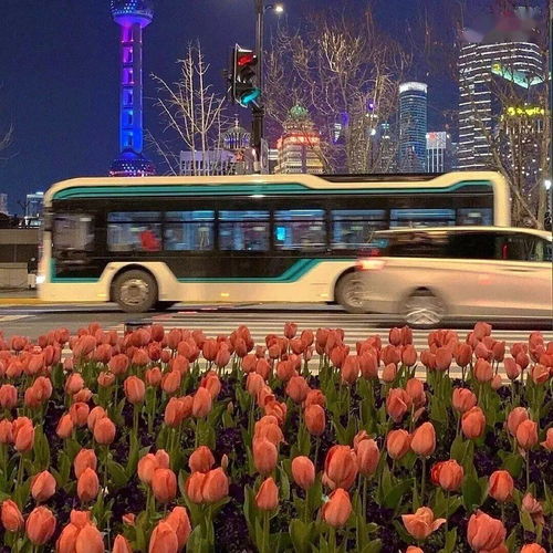  玫瑰花图片素材——浪漫与美丽的完美结合--第1张