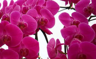  蝴蝶兰什么时候开花，蝴蝶兰开花时间取决于养护环境和季节。--第1张