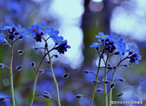  勿忘我花图片，永恒的美丽与情感的寄托--第1张