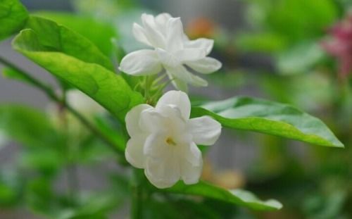  茉莉花的养殖方法和注意事项，茉莉花养殖技巧与注意事项，轻松养出茉莉花之花繁叶茂--第1张