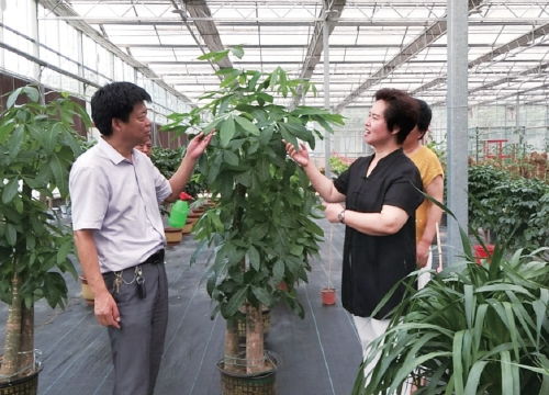  花木网交易流程，花木网花木交易流程--第1张