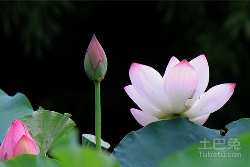  为什么说荷花是鬼花--第1张