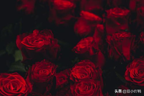  19朵黄玫瑰的花语--第1张