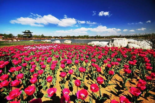  北京国际鲜花港，花的海洋，美的享受，北京国际鲜花港，花的海洋，美的视觉盛宴--第1张