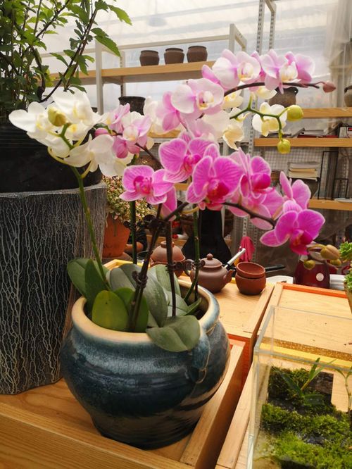  鲜花速递鲜花店，传递美丽，传递爱--第1张