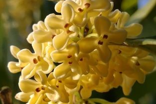  秋天有什么花朵，秋天盛开的花朵有，菊花、桂花、一串红、芙蓉花、木芙蓉、秋海棠等。--第1张