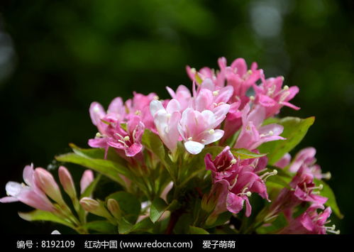  锦带花图片欣赏--第1张