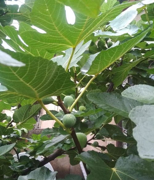  无花果，美味与健康的完美结合--第1张