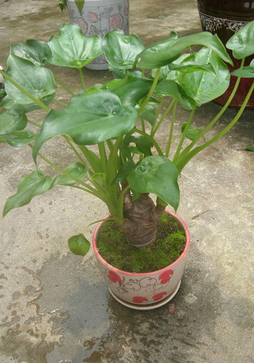  滴水观音植物图片，滴水观音植物图片欣赏--第1张