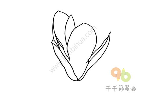  白玉兰花简笔画教程--第1张