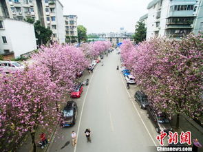  柳州紫荆花图片，柳州紫荆花之春，美丽绽放的视觉盛宴--第1张