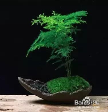  文竹的养殖方法和修剪--第1张