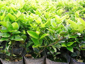  无患子树苗价格表——种植健康之选--第1张