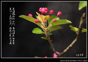  赞美花朵绽放的诗句，赞美花朵绽放的诗句，繁花似锦--第1张