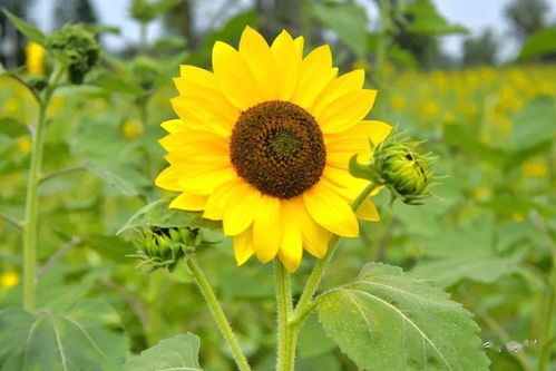  夏天有什么花开放，夏天盛开的花卉有，夏天盛开的向日葵花、夏天盛开的茉莉花、夏天盛开的荷花等。--第1张