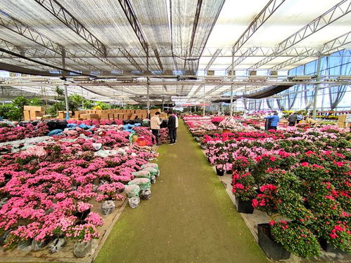  北京最便宜的花卉市场，北京最便宜的鲜花市场，XX花卉市场--第1张
