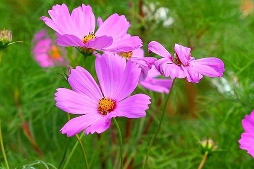  波斯菊图片与格桑花的浪漫邂逅--第1张