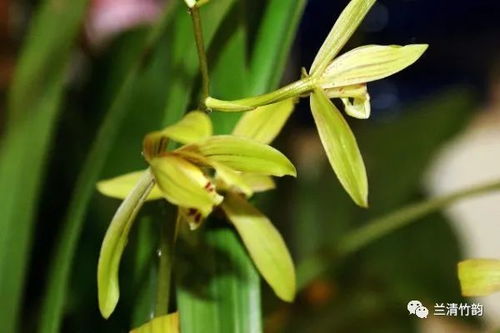  兰花怎么养才能开花--第1张
