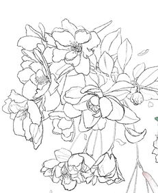  海棠花简笔画--第1张