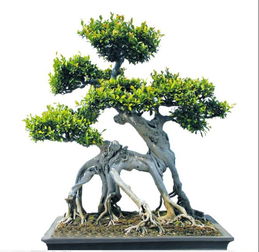  小叶榕树盆景，自然之美与艺术之韵的完美结合，小叶榕树盆景，自然与艺术的完美融合--第1张