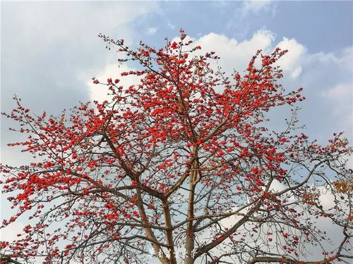  一月开的花都有什么花，一月开的花有，梅花、水仙花、雪花、一品红、蟹爪兰、君子兰等。--第1张
